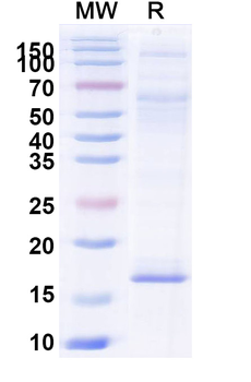 CNR1/CB1 Camelus Monoclonal Antibody