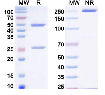 Microcystin-LR/RR Mouse Monoclonal Antibody