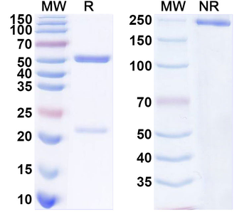 MERS-CoV S/Spike glycoprotein Human Monoclonal Antibody