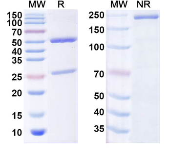 CLDN3/Claudin-3 Mouse Monoclonal Antibody