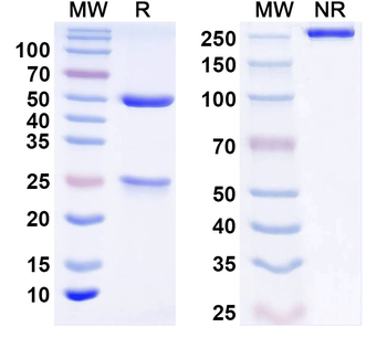 IFNB1/IFN-beta Human Monoclonal Antibody