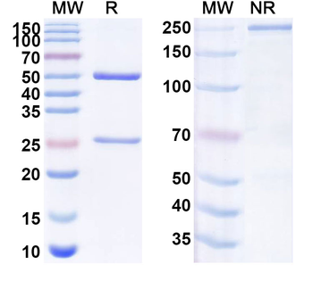 TNFAIP6/TSG-6 Mouse Monoclonal Antibody