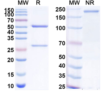 UPK2/Uroplakin 2 Mouse Monoclonal Antibody