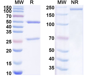 NTRK3/TrkC Mouse Monoclonal Antibody