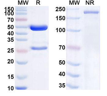 ANTXR1/TEM8 Mouse Monoclonal Antibody