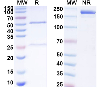 F2RL1/PAR-2 Mouse Monoclonal Antibody