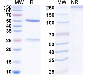 CD307a/FCRL1/IRTA5 Mouse Monoclonal Antibody