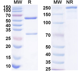FLNA/Filamin A Mouse Monoclonal Antibody