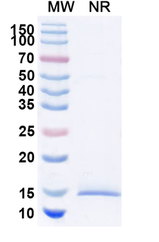 DCBLD2/CLCP1 Mouse Monoclonal Antibody