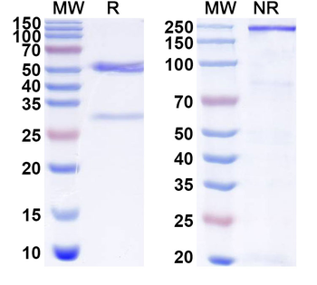 NGLY1 Mouse Monoclonal Antibody