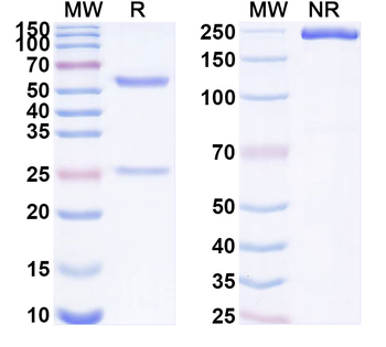 ROBO4 Mouse Monoclonal Antibody