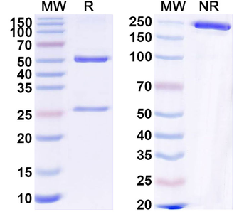 SLC35F6/C2orf18 Mouse Monoclonal Antibody
