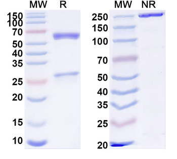 TMEM219 Mouse Recombinant Antibody