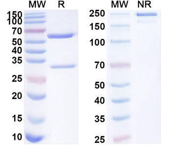 SEZ6L2 Mouse Monoclonal Antibody