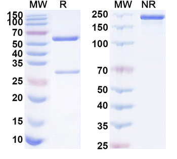 PLXDC2 Mouse Monoclonal Antibody