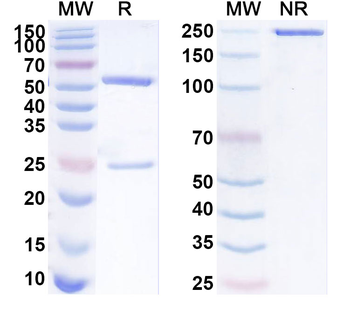 ST14 Mouse Monoclonal Antibody