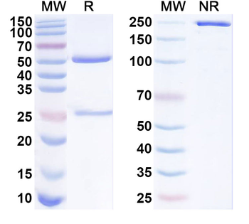 JAM3 Mouse Monoclonal Antibody