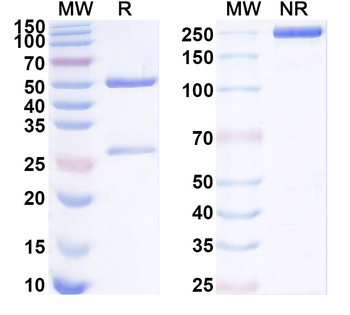 SLPI Mouse Monoclonal Antibody