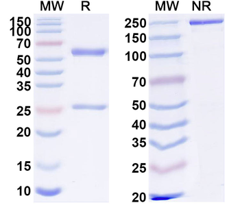 BTNL9 Mouse Monoclonal Antibody
