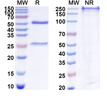 CT83/KK-LC-1 Mouse Monoclonal Antibody