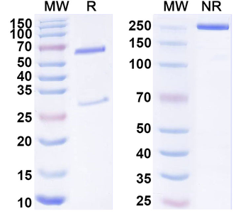 TYRO3/DTK/SYK Mouse Monoclonal Antibody
