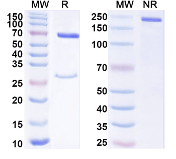 CDH11 Mouse Monoclonal Antibody