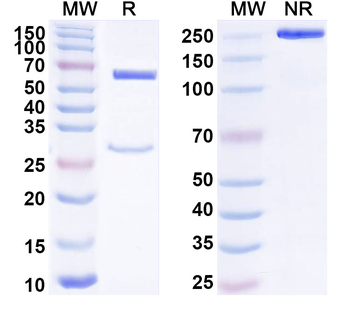 CD312/ADGRE2/EMR2 Mouse Monoclonal Antibody