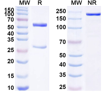 TSPO Mouse Monoclonal Antibody