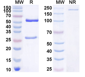 HDGF Mouse Monoclonal Antibody