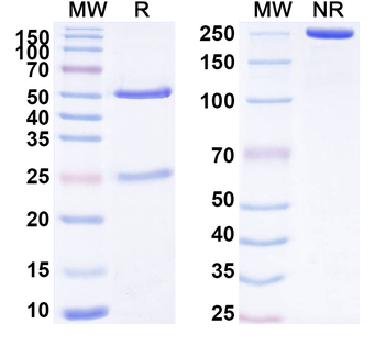 CD315/PTGFRN/CD9P-1 Mouse Monoclonal Antibody
