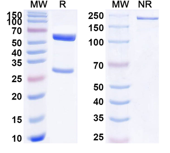 PLXNA1/Plexin-A1 Mouse Monoclonal Antibody