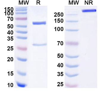 PLEC/Plectin Mouse Monoclonal Antibody