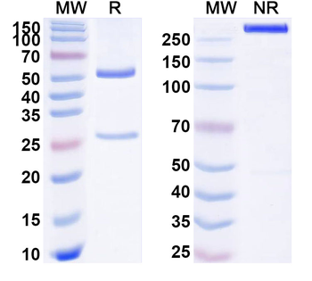MDK/Midkine Mouse Monoclonal Antibody