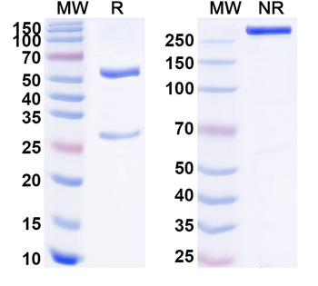 IDO2/INDOL1 Mouse Monoclonal Antibody