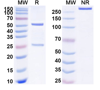 LGALS7/Galectin-7 Mouse Monoclonal Antibody
