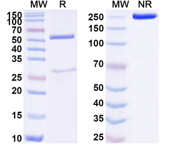 LRRC15/LIB Mouse Monoclonal Antibody