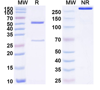 TNK1 Mouse Monoclonal Antibody
