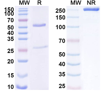 IFNAR2 Mouse Monoclonal Antibody