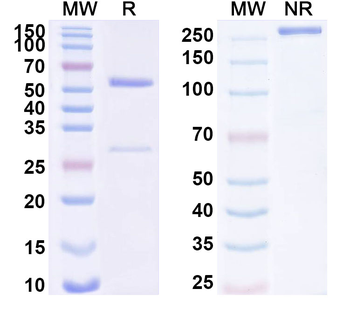 TMX2 Mouse Monoclonal Antibody