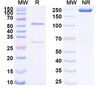 PADI4 Mouse Monoclonal Antibody