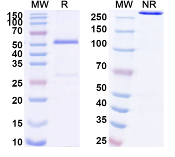 REG4 Mouse Monoclonal Antibody