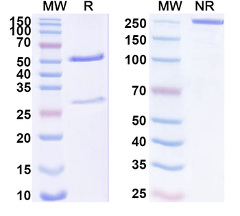 PLVAP Mouse Monoclonal Antibody