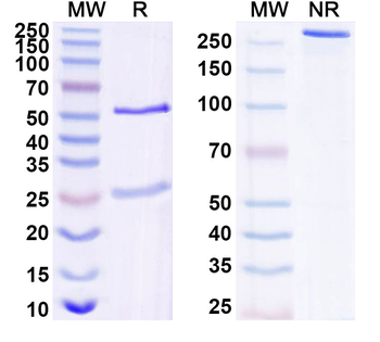 ANGPTL8 Mouse Monoclonal Antibody