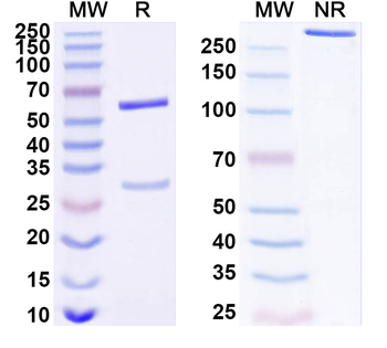 CDK5R1 Mouse Recombinant Antibody