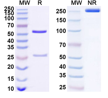FZD5 Mouse Monoclonal Antibody