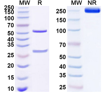 FSTL1 Mouse Monoclonal Antibody