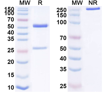 CX3CR1 Mouse Monoclonal Antibody