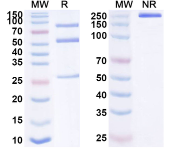 XCR1 Mouse Monoclonal Antibody