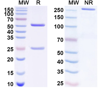 CD329/SIGLEC9 Mouse Monoclonal Antibody