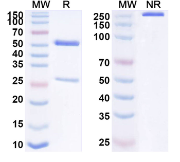 EDAR/DL Mouse Monoclonal Antibody